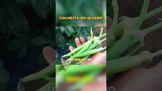 Colheita do Quiabo: O Segredo para Máxima Qualidade!