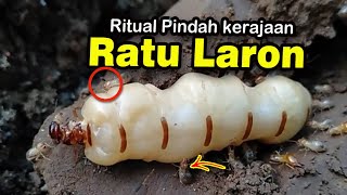 Evakuasi  Ratu Laron pindah kerajaan