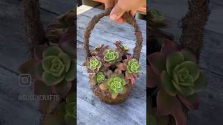 Basket Of Aeoniums #aeoniumkiwi #planttherapy #succulentarrangement #beautifulsucculents