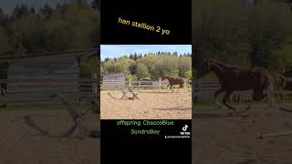 SandroChampion - ганноверский жеребец 2года , 165 см #horsesalе #продажалошадей