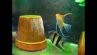 Angelfish Pair Breeding