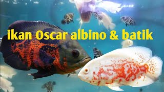 ikan Oscar batik dan Oscar albino lagi asyik makan casut