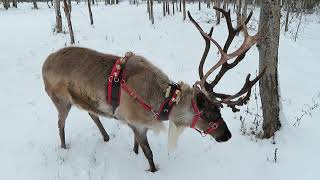 Reindeer Excited For Christmas