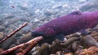 Under water close up for the fish swimming against the current. Enjoy the tranquility.