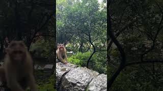 #monkey #rainyday #animallover #youtubeshorts #travel #youtube #shorts