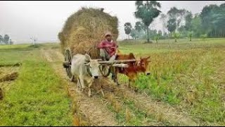 Heart Touching Bengali Flute Music || Age Janinere Doyal || Bari Siddiqi