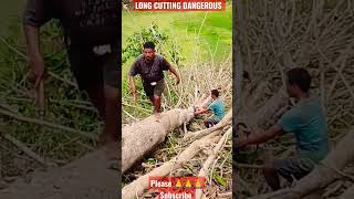 Long Tree cutting, arborist removing tree , tree removal, tree felling tutorial #shorts #viral