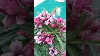 Adenium Obesum Grafted | Purple Dragon | #adenium #shorts