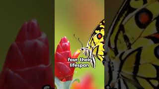 8 Incredible Butterfly Facts Exposed!