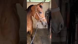 CARROT STRETCHES ARE THE BEST 🥕🐴  #arabianhorse #stretching #horsecare #pemftherapy