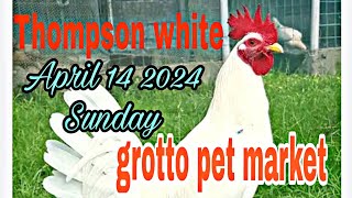 Thompson white, April 14 2024 Sunday grotto pet market.