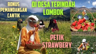 PETIK STRAWBERRY DI SEMBALUN LOMBOK