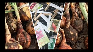 ONION Indoor Sowing & WHY I DON'T USE ONION SETS - FOODFOREST 2024