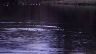 Watch an otter hunt at dusk