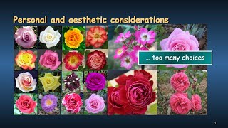 How to select a Rose Plant - A Current Beginner’s Guide to Growing Low Maintenance Roses