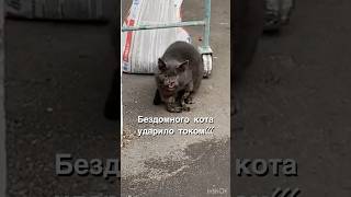 Бездомного кота ударило током и сгорели передние лапы💔