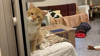 Cat at Shelter Waves to Visitors, Dreaming of a New Home