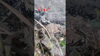 I Found a Nest of Black Ants