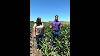 Tar Spot in the Heartland: A 2024 First, Rodrigo, Corn, KS, 2024