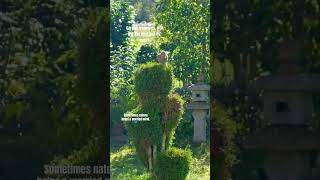 Garden in September. #shortsfeed #shortvideo #garten #gardening #nature #rose #jaybird #bird #birds