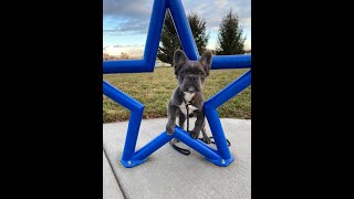 Rocky the ADORABLE French Bulldog Puppy's Board & Train - Boise, Idaho