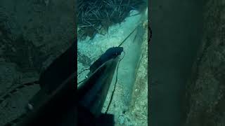 PESCA SUBMARINA DESCENSO Y TIRO A UN SALMONETES POSADO EN EL SUELO