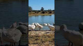 BATH TIME!! #geese #counterculture #regenerativeagriculture