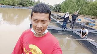 FISH FARM/Ikan Siakap segar, Usahawan Muda Kg. Pulau Kundor |HISYAM Channel