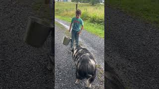 Just another day, walking the pig 🐖 #farmlifebestlife #farmlife #thisishowweroll