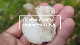 Tawny Grisette - Foraging Mushrooms UK (Amanita Fulva)