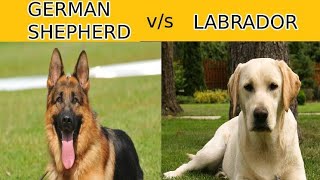 German shepherd vs labrador retrievers dog attitude status😱 DOG'S-planet💕 #shorts