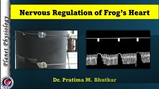 Nervous Regulation of Frog's Heart