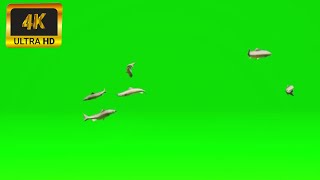 013 - Green Screen | Chroma Key | Animal 4K | Fish