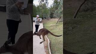 Kangaroos and people in the same cage. #zoo #zoosafariparksandiego #kangaroos