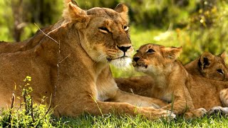 Lion Family's Heartwarming Moments from Masai Mara | Adorable Cubs at Play, Grooming, and Resting 🦁🌿