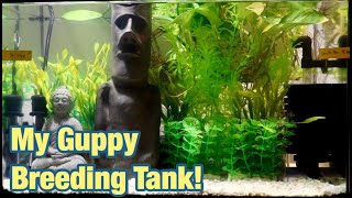 GUPPY BREEDING TANK SET UP