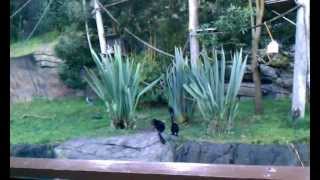 Lemurs at the Oakland Zoo.