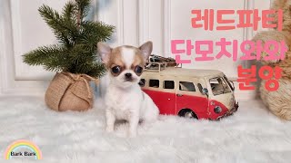 레드파티 단모치와와 분양. Chihuahua puppy for sale.