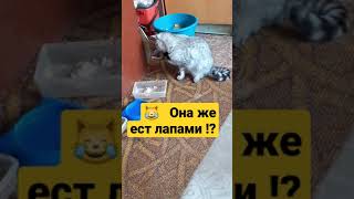 О, боже, она же ест лапами!? #смешныекошки #кошкамуся #кискисмяумяу