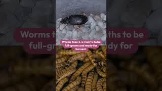 Raise and Breed Mealworms for your Chickens | #edibleinsects #youtubeshorts