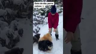 Dato del día: perro celoso 🐶🐾 #perrohiperactivo #perritos #virales #viral #perroactivo