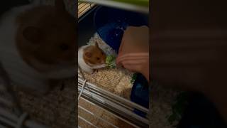 Hamster brocoli yermi ? #hamster #eat #dinner #uk  @MrLondonTV @BaBaLaTV ​@animalshome467