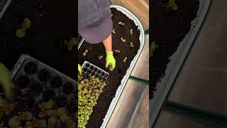 CHEAP & EASY way to fill raised garden beds