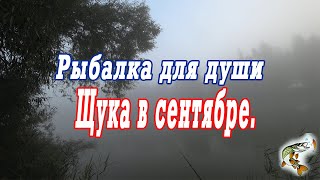 Рыбалка для души  Щука в сентябре