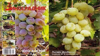 Мой Виноградник  № 8 Август 2018г