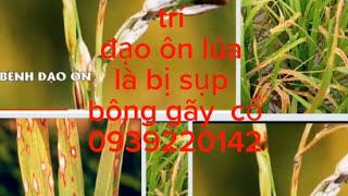 TRỊ BỆNH đạo ôn lúa,  lá sụp mặt, bông gãy cổ và gié.0939220142.#nguyễnngào.