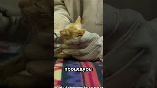 😱СПАСЕНИЕ КОТЁНКА И КОШКИ