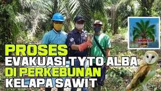 Proses Evakuasi Tyto alba di Perkebunan Kelapa Sawit