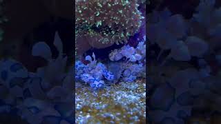 Harlequin Shrimp 02 #shorts #harlequin #shrimp