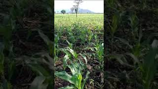 Healthy Maize Crop